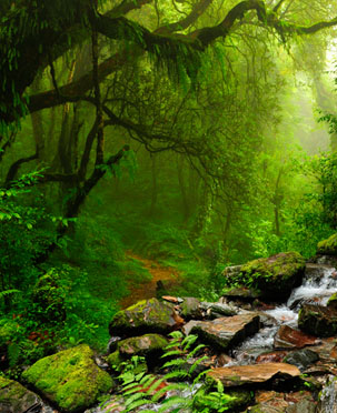 Rainforest Structure & Canopy Layers